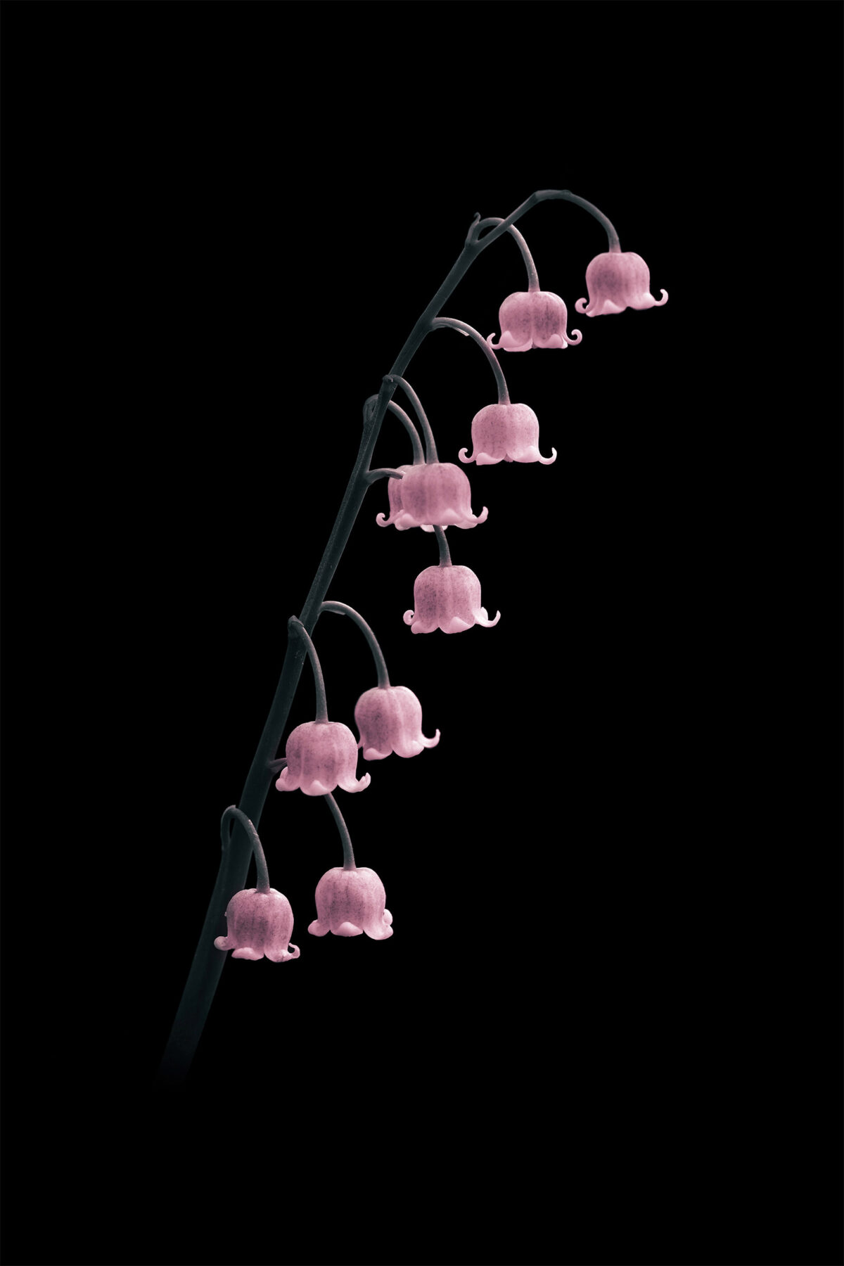 Miracles In Gardens A Sublime Photographic Series By Viera Babecova 16