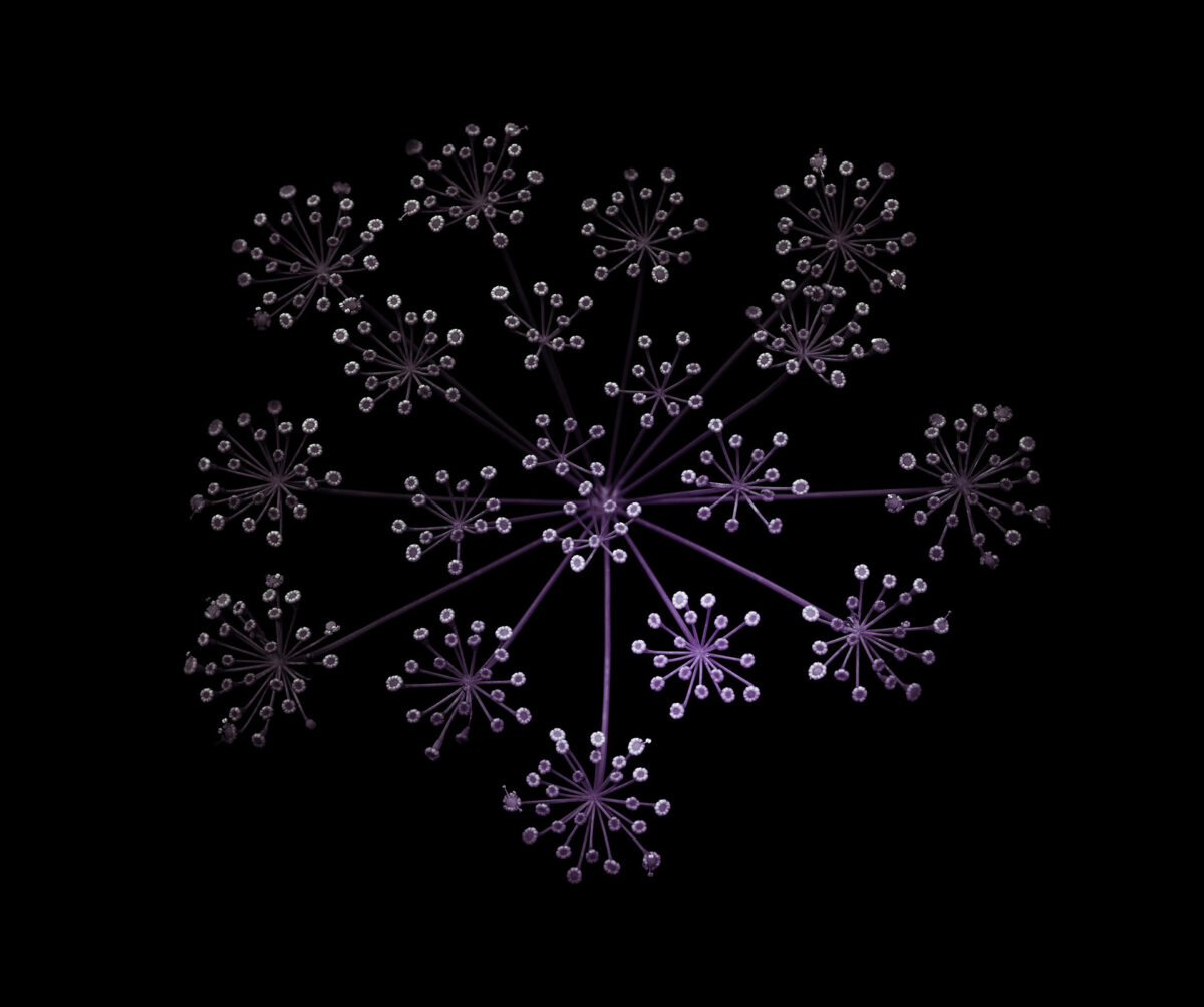 Miracles In Gardens A Sublime Photographic Series By Viera Babecova 17