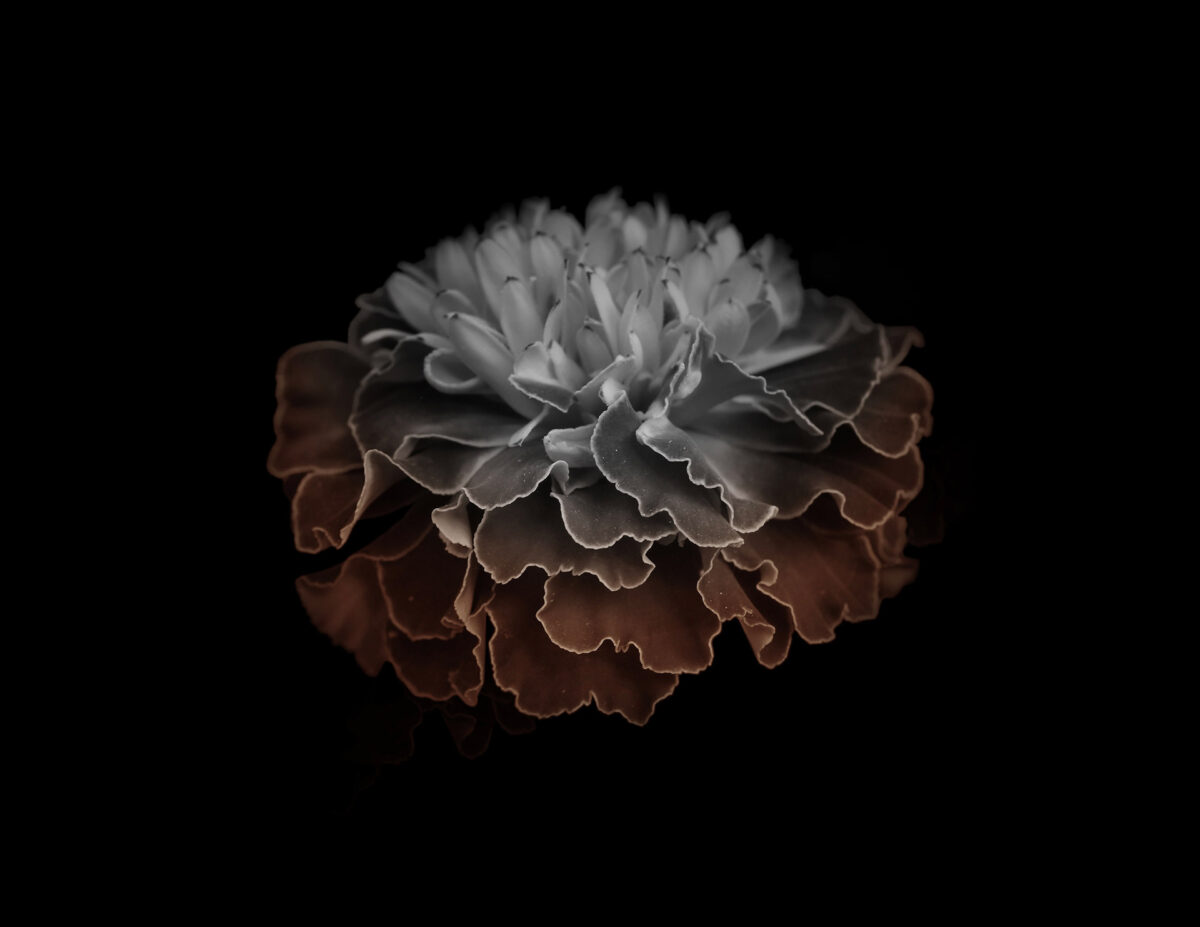 Miracles In Gardens A Sublime Photographic Series By Viera Babecova 19