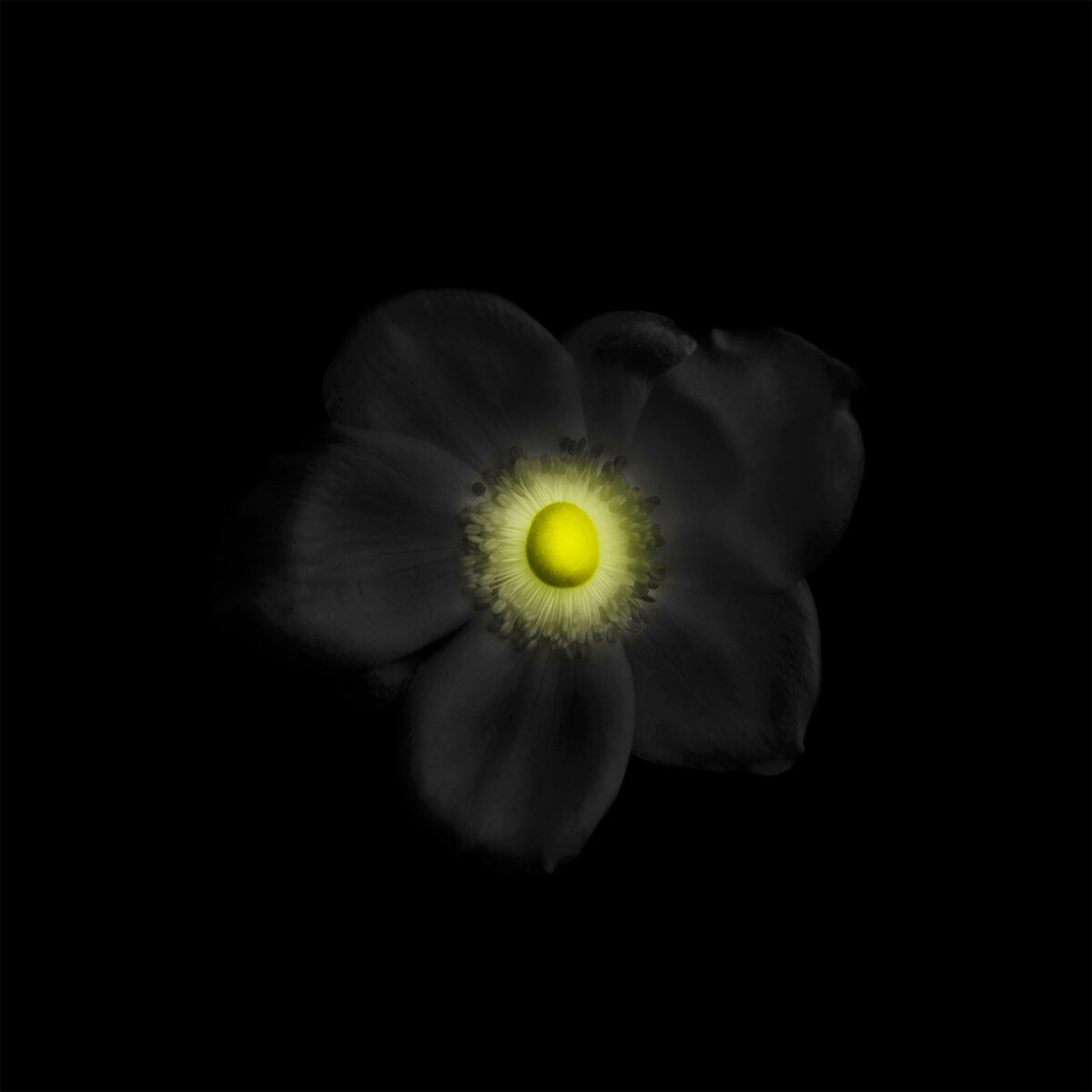 Miracles In Gardens A Sublime Photographic Series By Viera Babecova 2