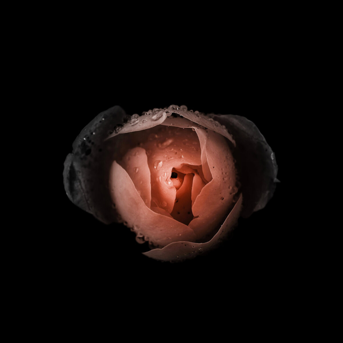 Miracles In Gardens A Sublime Photographic Series By Viera Babecova 3