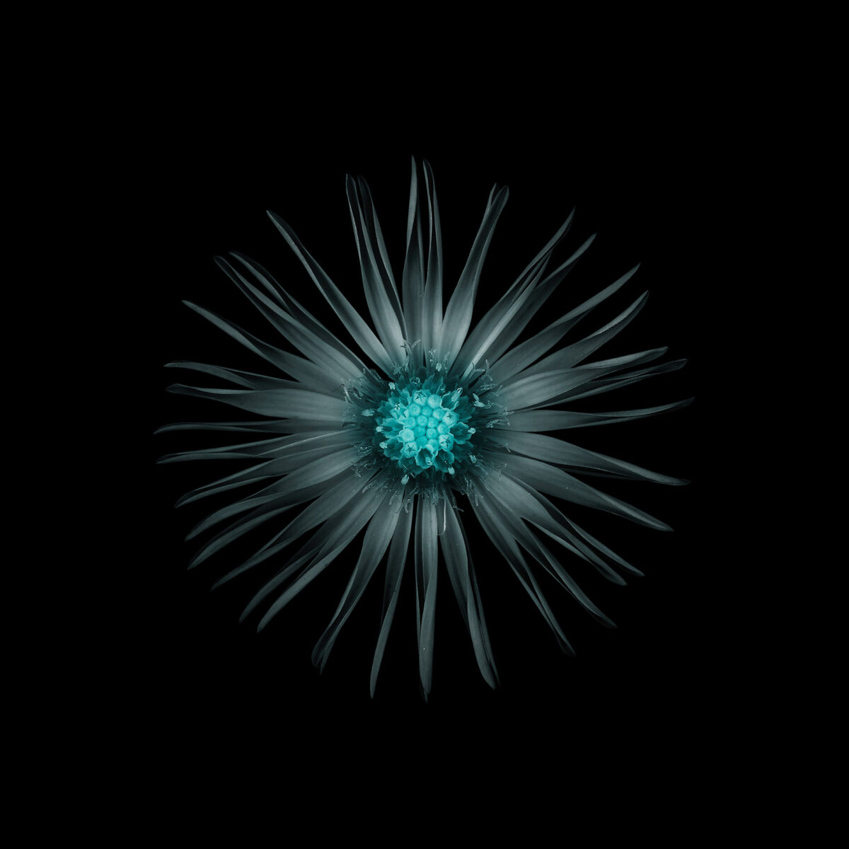 Miracles In Gardens A Sublime Photographic Series By Viera Babecova 4