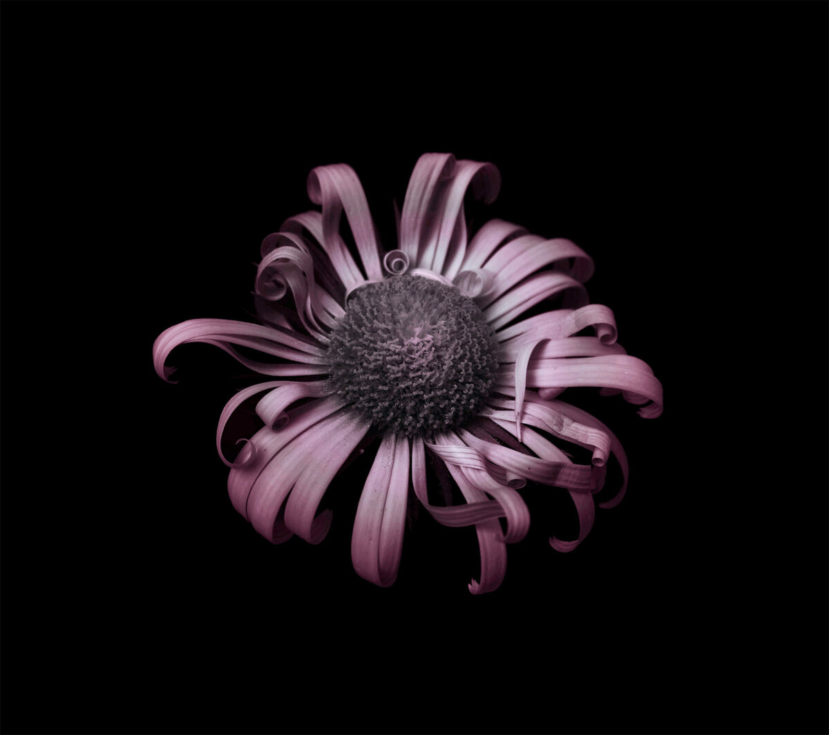 Miracles In Gardens A Sublime Photographic Series By Viera Babecova 6