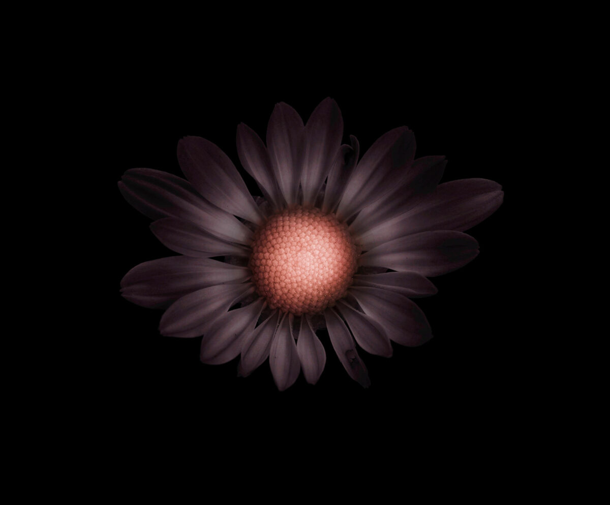 Miracles In Gardens A Sublime Photographic Series By Viera Babecova 7