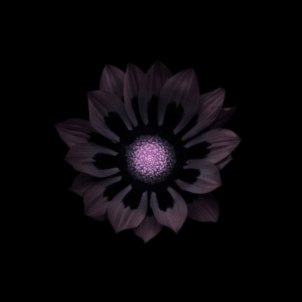 Miracles In Gardens A Sublime Photographic Series By Viera Babecova 8