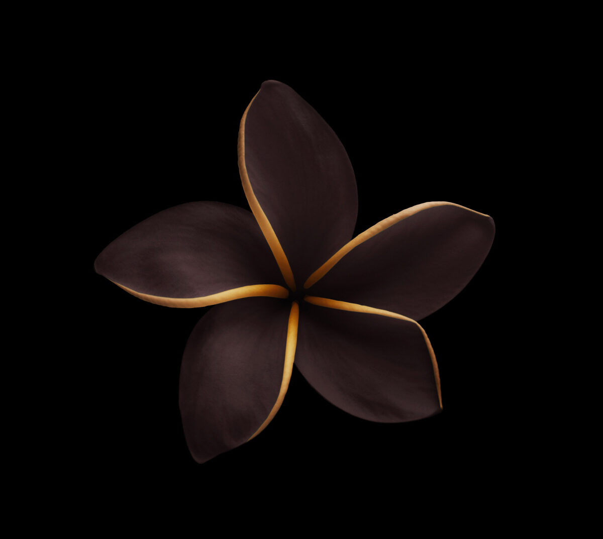 Miracles In Gardens A Sublime Photographic Series By Viera Babecova 9