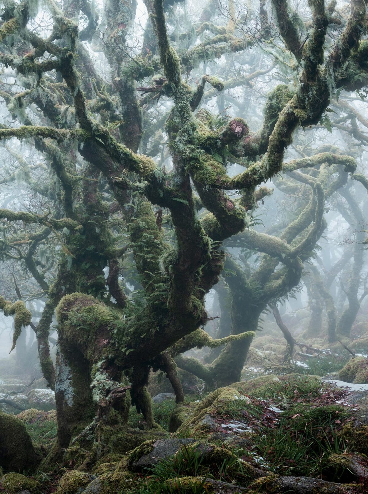 Mystical Enchanting Photography Series Of Mossy And Foggy Forests By Neil Burnell 6