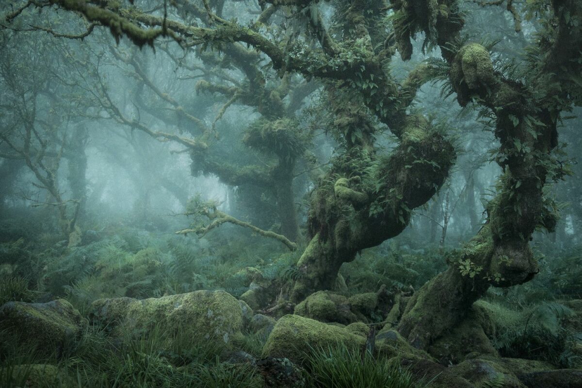 Mystical Enchanting Photography Series Of Mossy And Foggy Forests By Neil Burnell 9