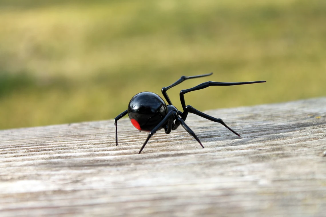Striking Spider Glass Sculptures By Nikita Drachuk 11