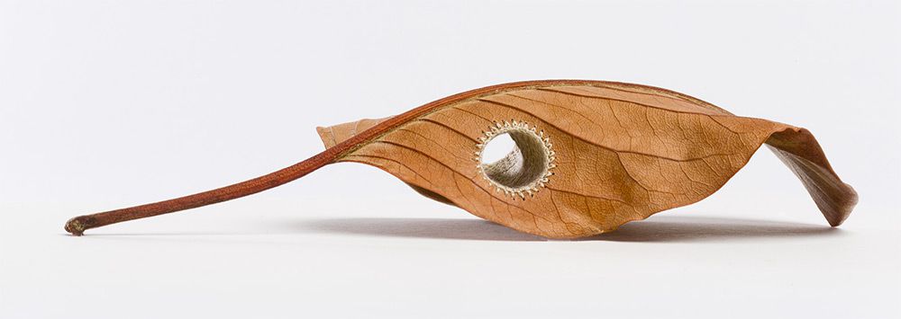 Beautiful Sculptures Of Dried Leaves Crocheted Delicate Patterns By Susanna Bauer 20
