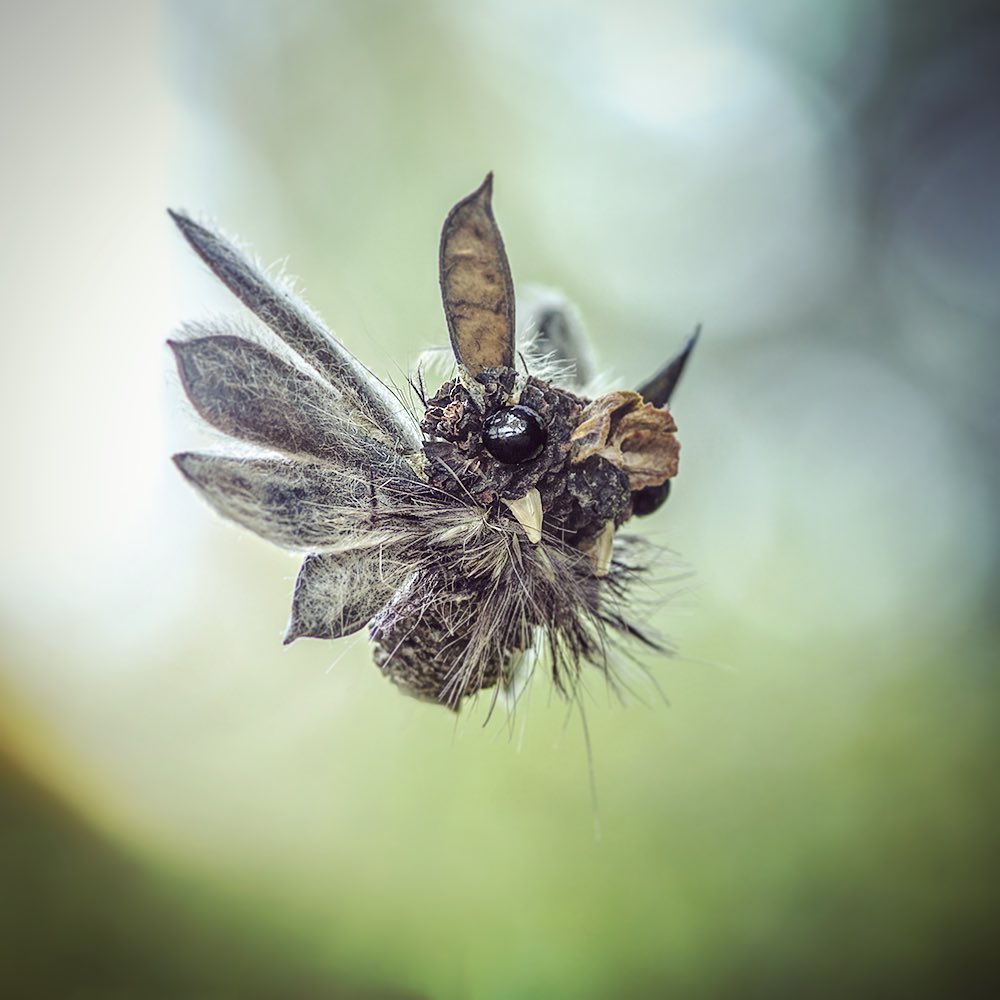 Quirky And Cute Forest Creatures Made From Found Natural Elements By Sylvain Trabut 26