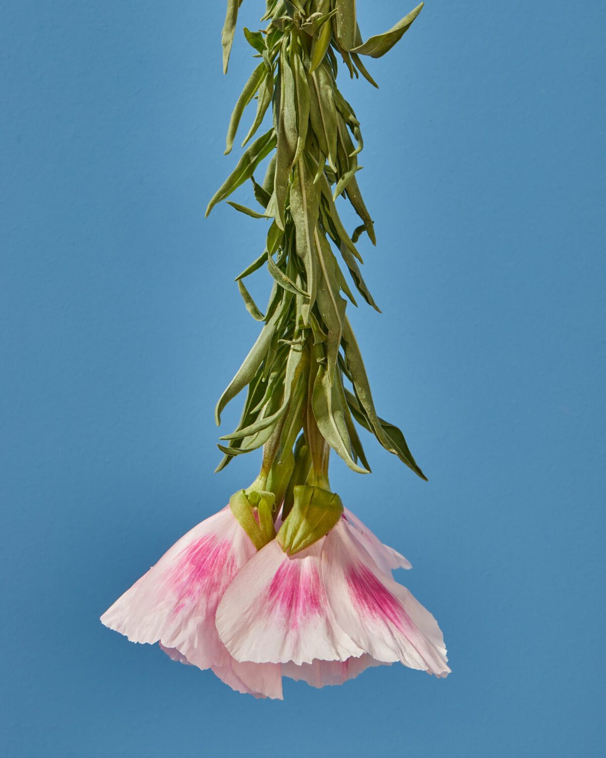 Upside Down Nature Superb Flower Photography Series By Magali Polverino And Pato Katz 1