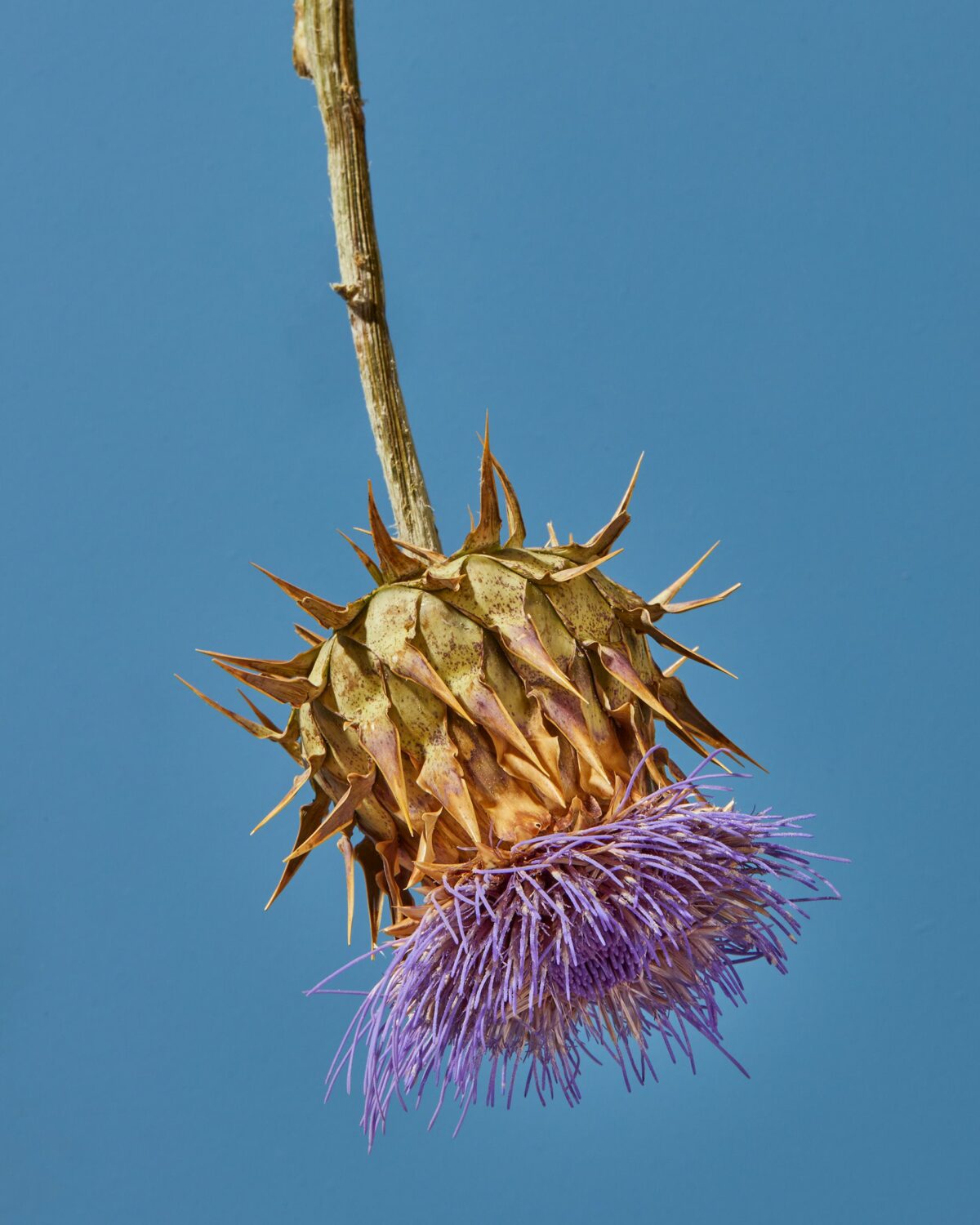 Upside Down Nature Superb Flower Photography Series By Magali Polverino And Pato Katz 2