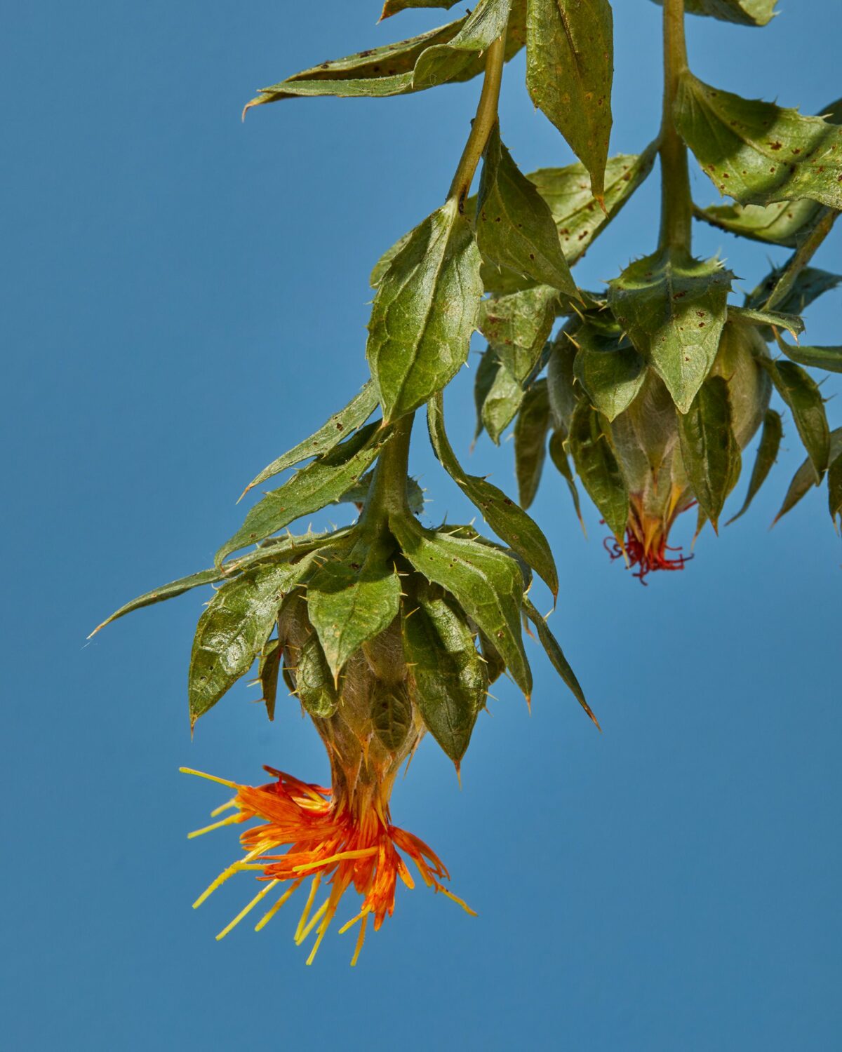 Upside Down Nature Superb Flower Photography Series By Magali Polverino And Pato Katz 4
