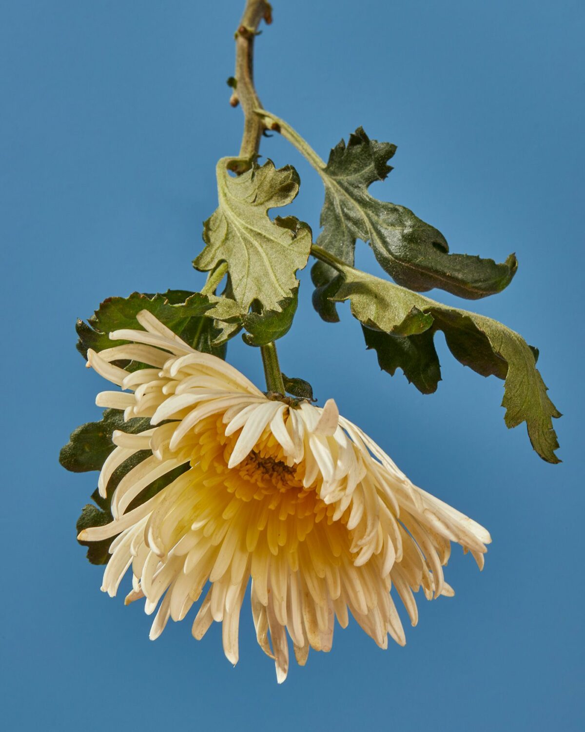 Upside Down Nature Superb Flower Photography Series By Magali Polverino And Pato Katz 6