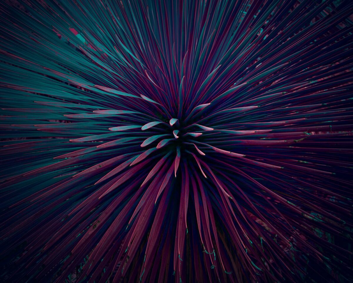 Variegation An Eye Catching Plant Photography Series By Tom Leighton 1