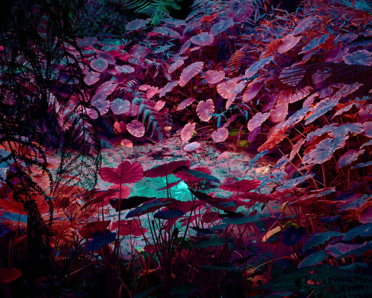 Variegation An Eye Catching Plant Photography Series By Tom Leighton 11