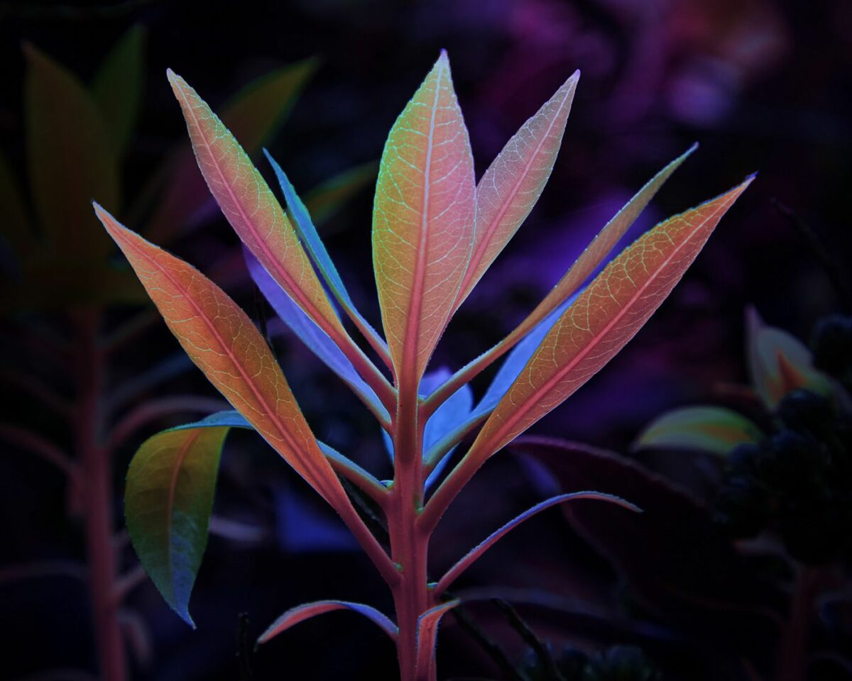 Variegation An Eye Catching Plant Photography Series By Tom Leighton 14