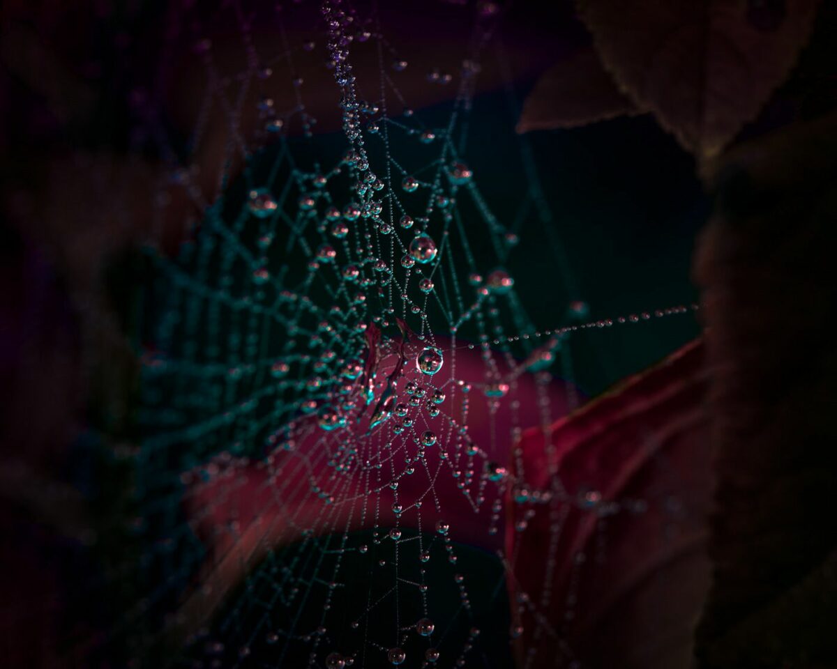 Variegation An Eye Catching Plant Photography Series By Tom Leighton 17