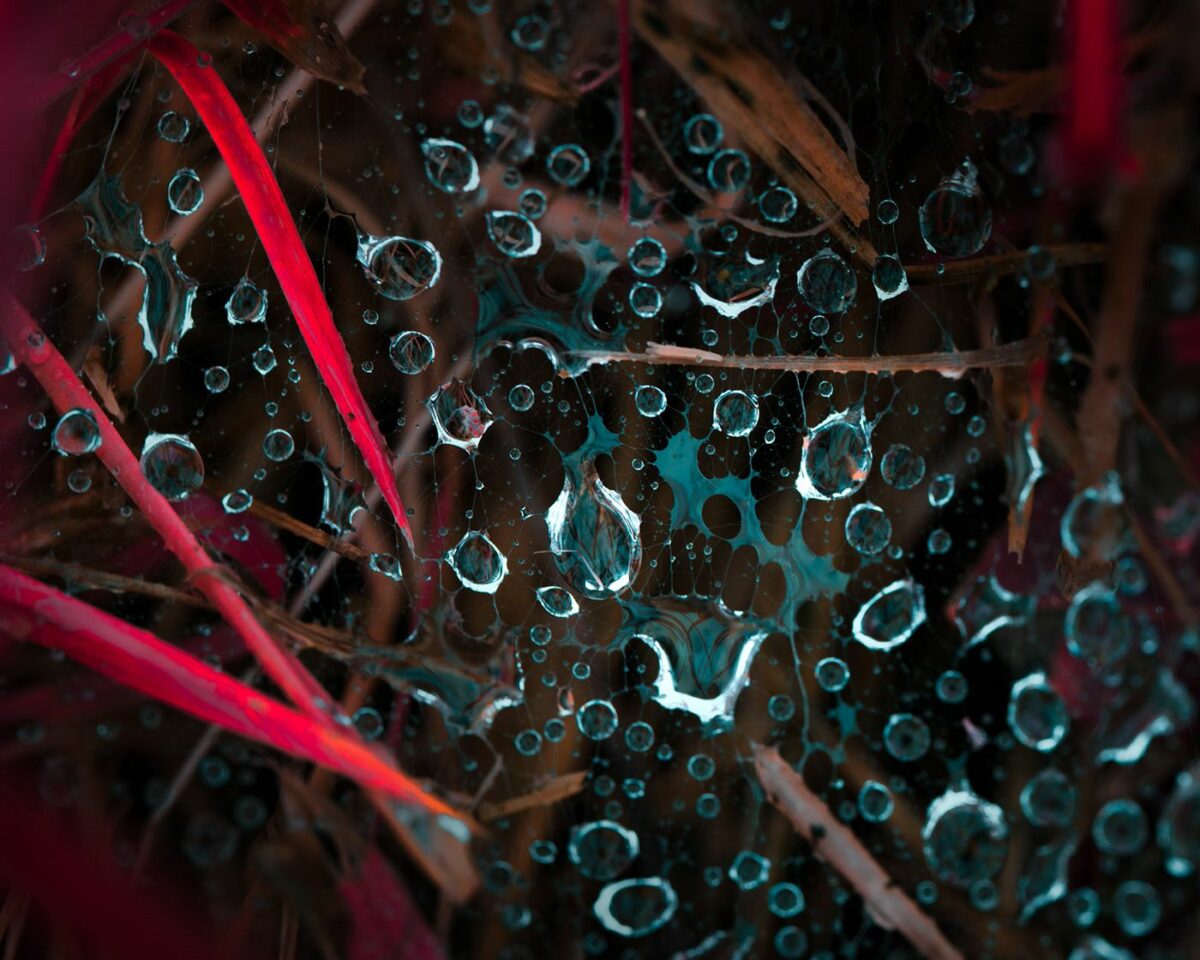 Variegation An Eye Catching Plant Photography Series By Tom Leighton 23