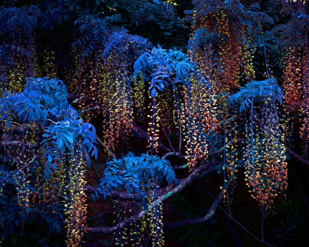 Variegation An Eye Catching Plant Photography Series By Tom Leighton 6