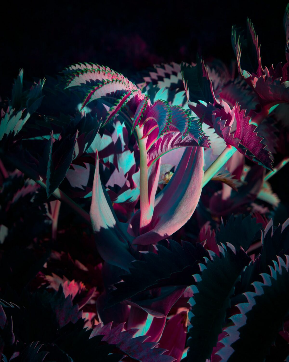 Variegation An Eye Catching Plant Photography Series By Tom Leighton 7