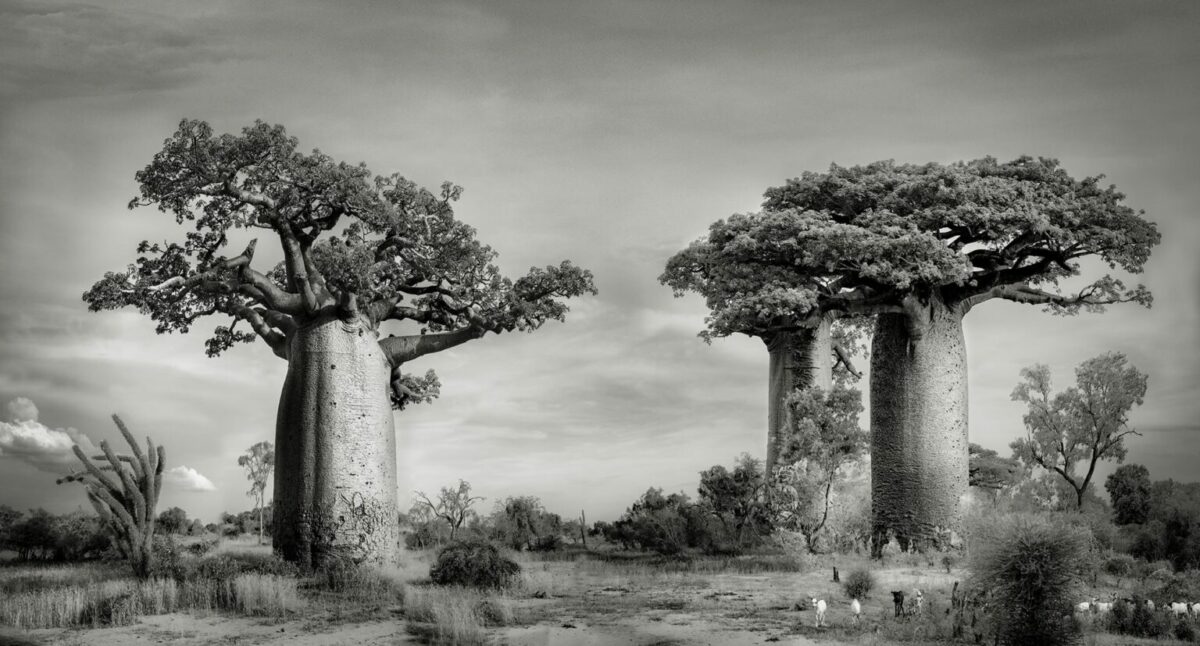Ancient Baobabs A Stunning Photography Series Of Baobabs By Beth Moon 4