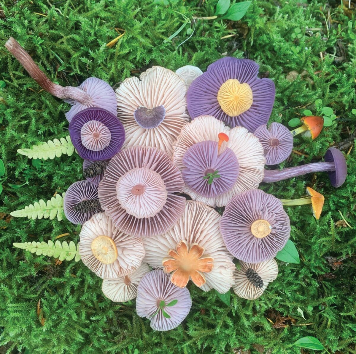 Colorful Arrangements Made Of Mushrooms By Jill Bliss 1
