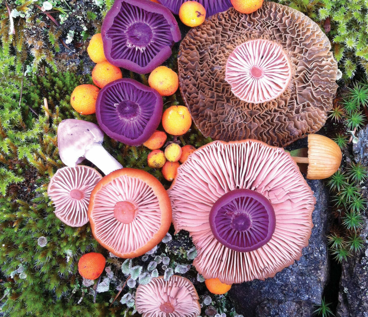 Colorful Arrangements Made Of Mushrooms By Jill Bliss 10