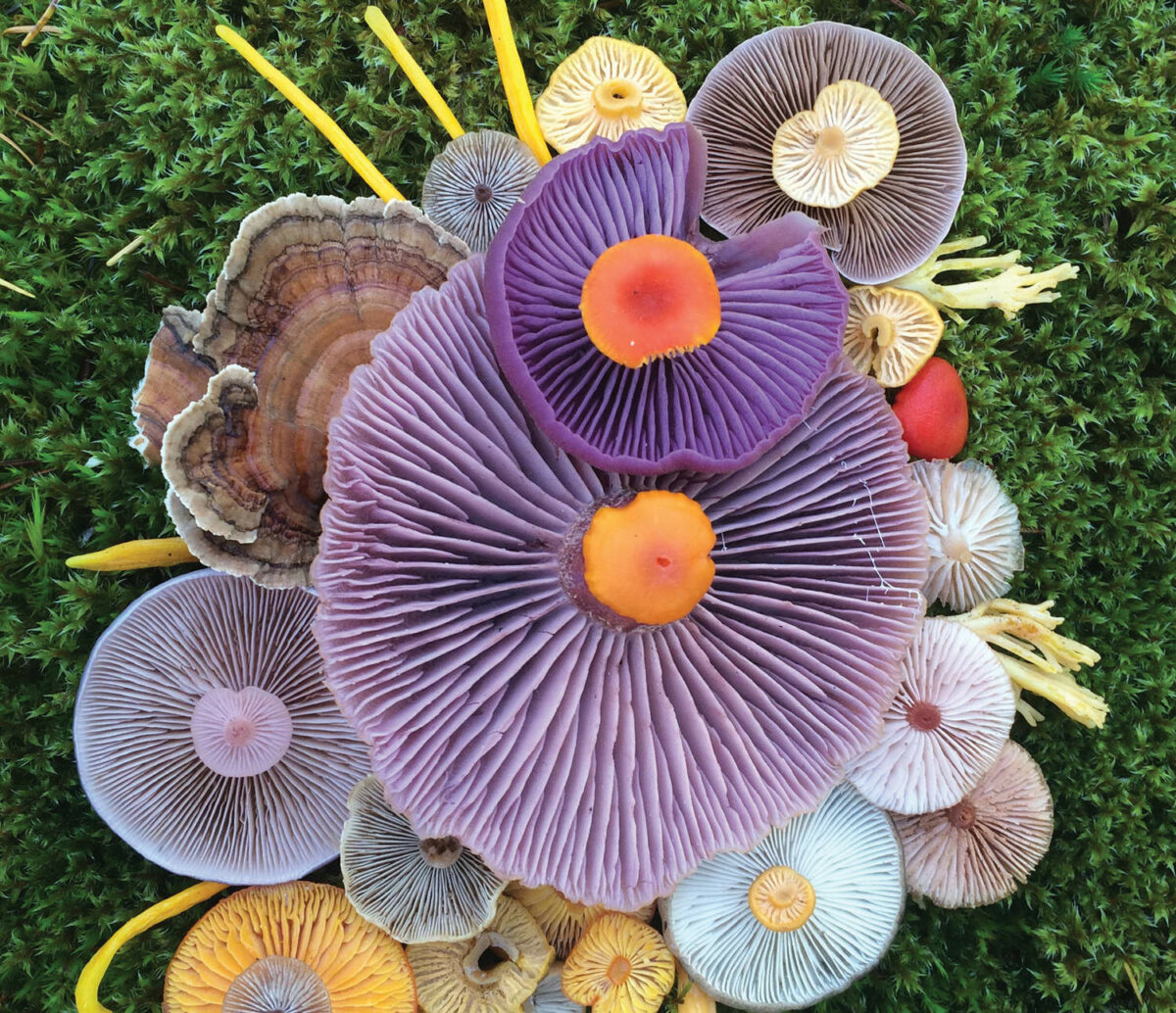 Colorful Arrangements Made Of Mushrooms By Jill Bliss 13