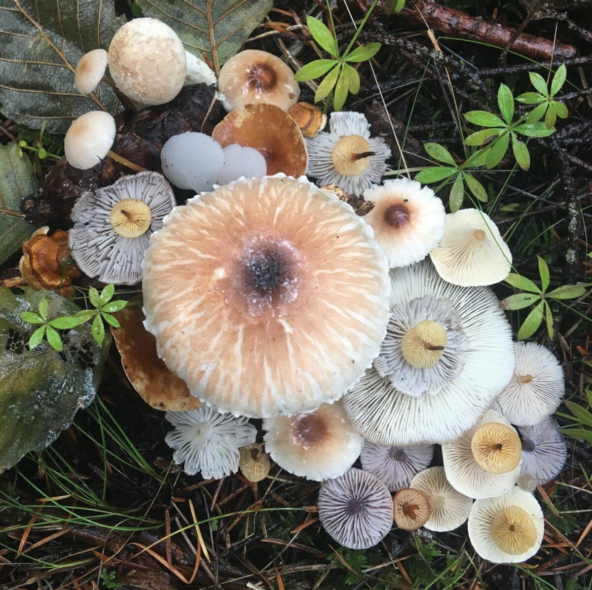 Colorful Arrangements Made Of Mushrooms By Jill Bliss 6