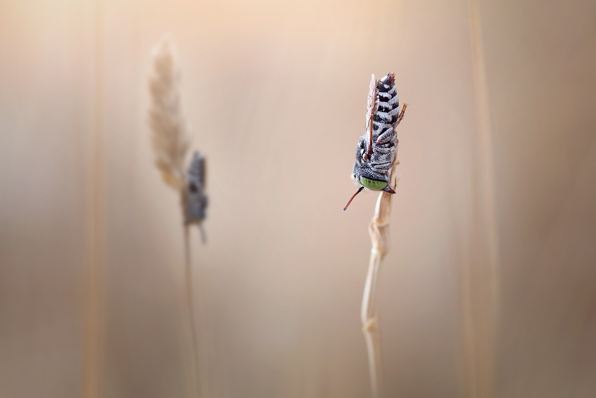 Charming Little World Gorgeous Macro Photography Of Insects By Maria Luisa Milla Moreno 10