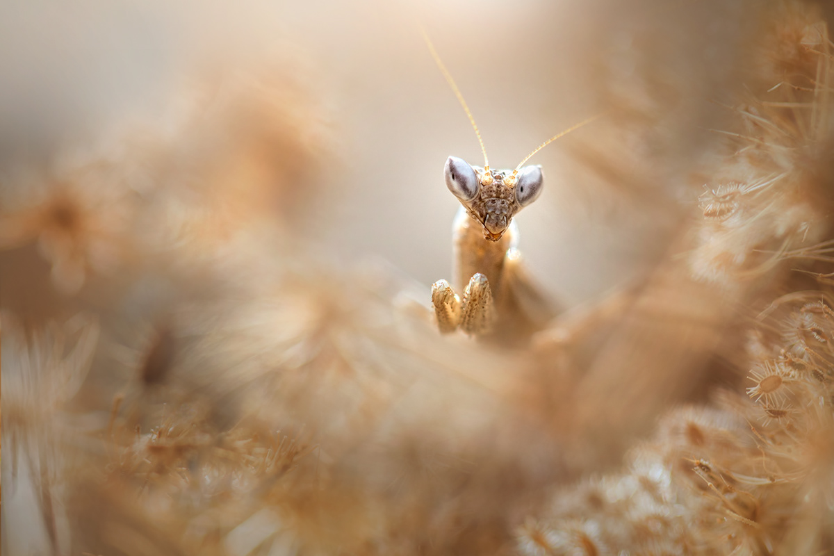 Charming Little World Gorgeous Macro Photography Of Insects By Maria Luisa Milla Moreno 3