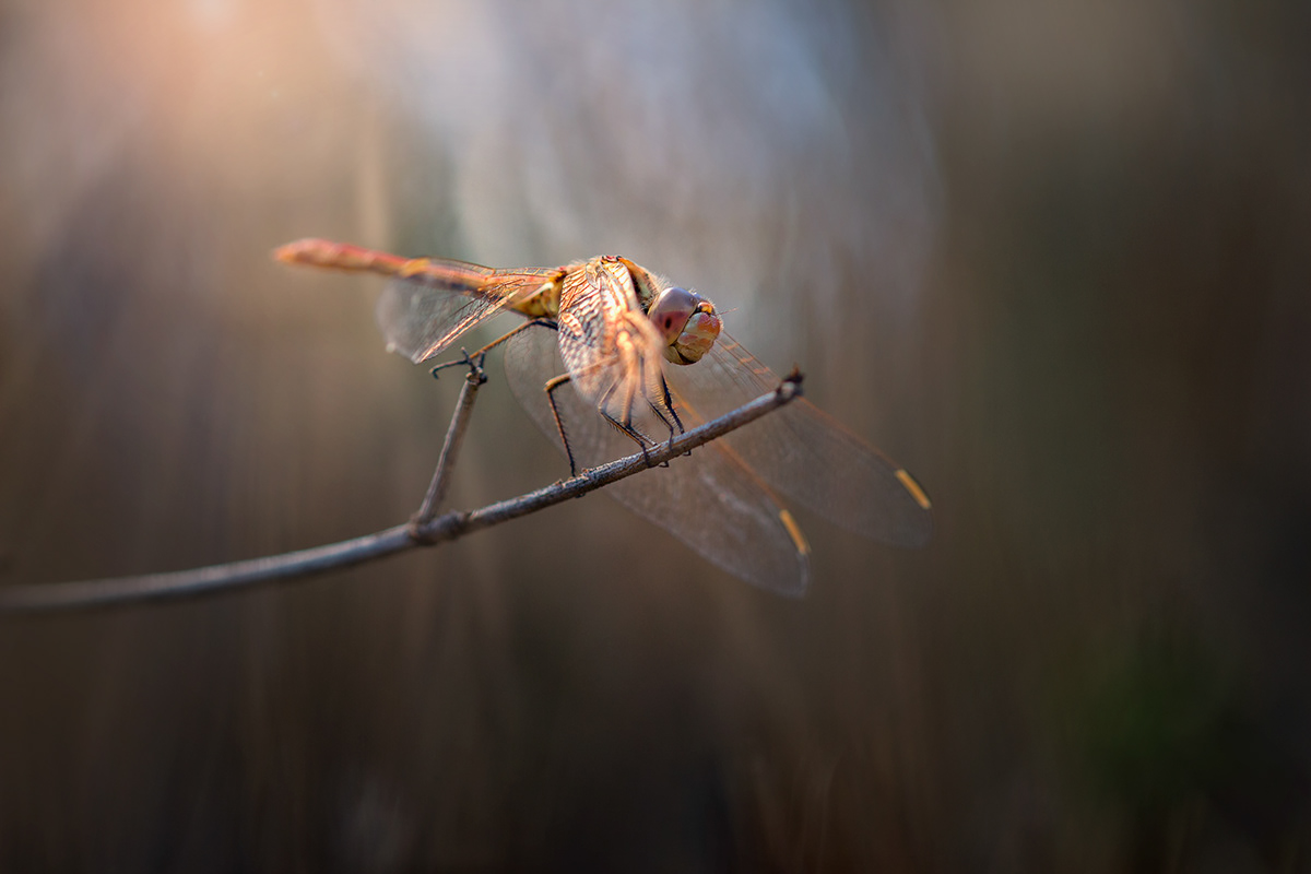 Charming Little World Gorgeous Macro Photography Of Insects By Maria Luisa Milla Moreno 4