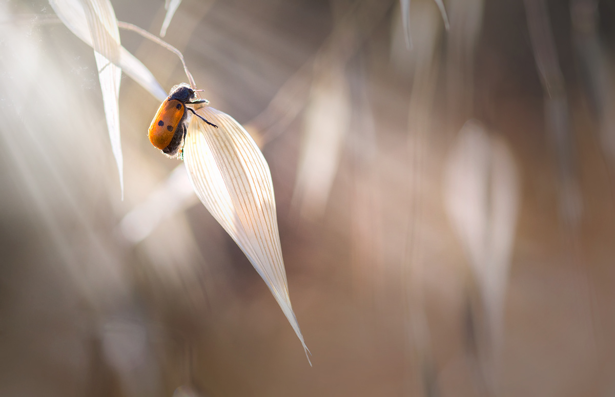 Charming Little World Gorgeous Macro Photography Of Insects By Maria Luisa Milla Moreno 5