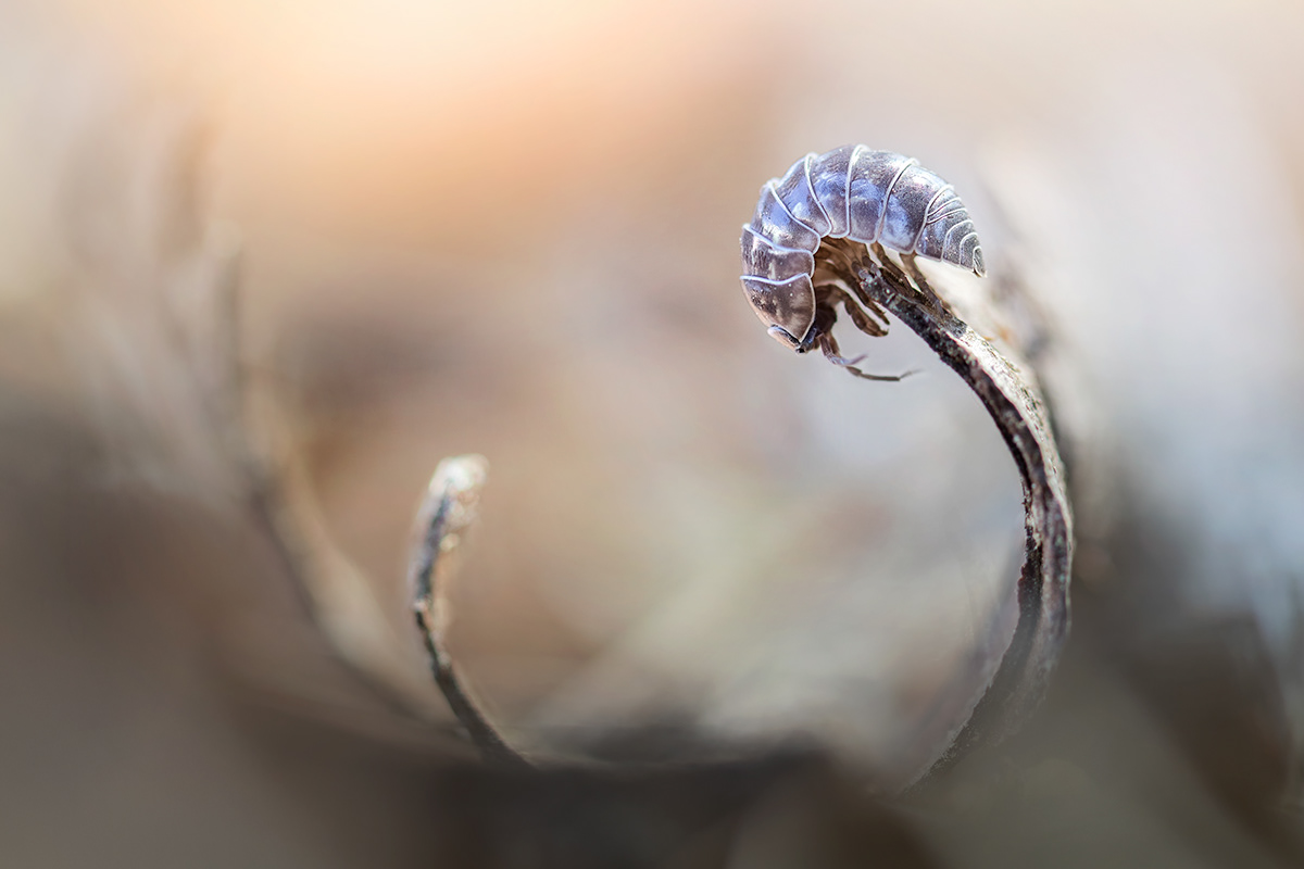 Charming Little World Gorgeous Macro Photography Of Insects By Maria Luisa Milla Moreno 9