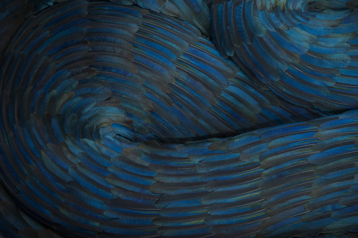 Absolutely Stunning Serpentine Coiled Sculptures Made Of Found British Bird Feathers By Kate Mccgwire 9