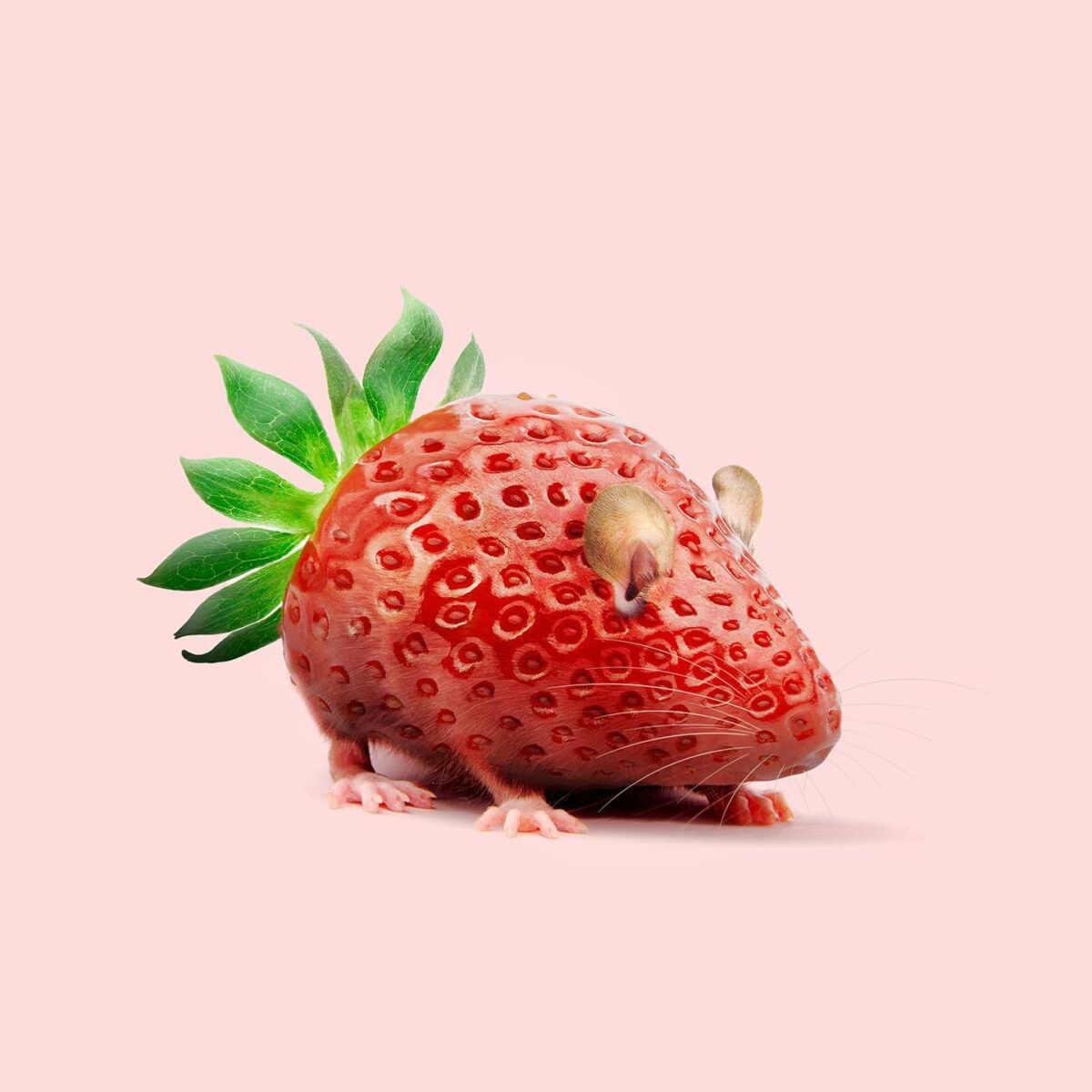 Contemporary Genetics The Amusing Surreal Digital Collages Of Studio Les Creatonautes 14