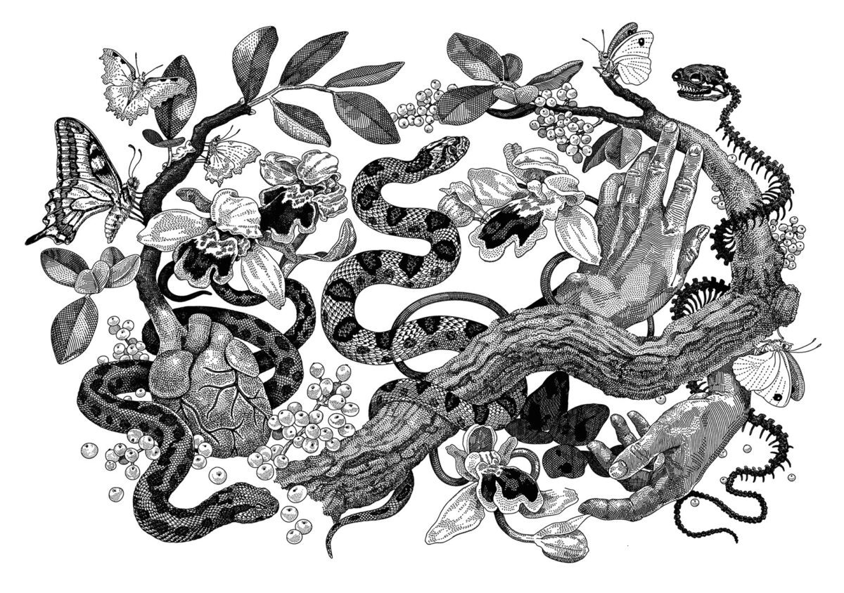 Striking Scientific Illustrations By Zoe Keller 17