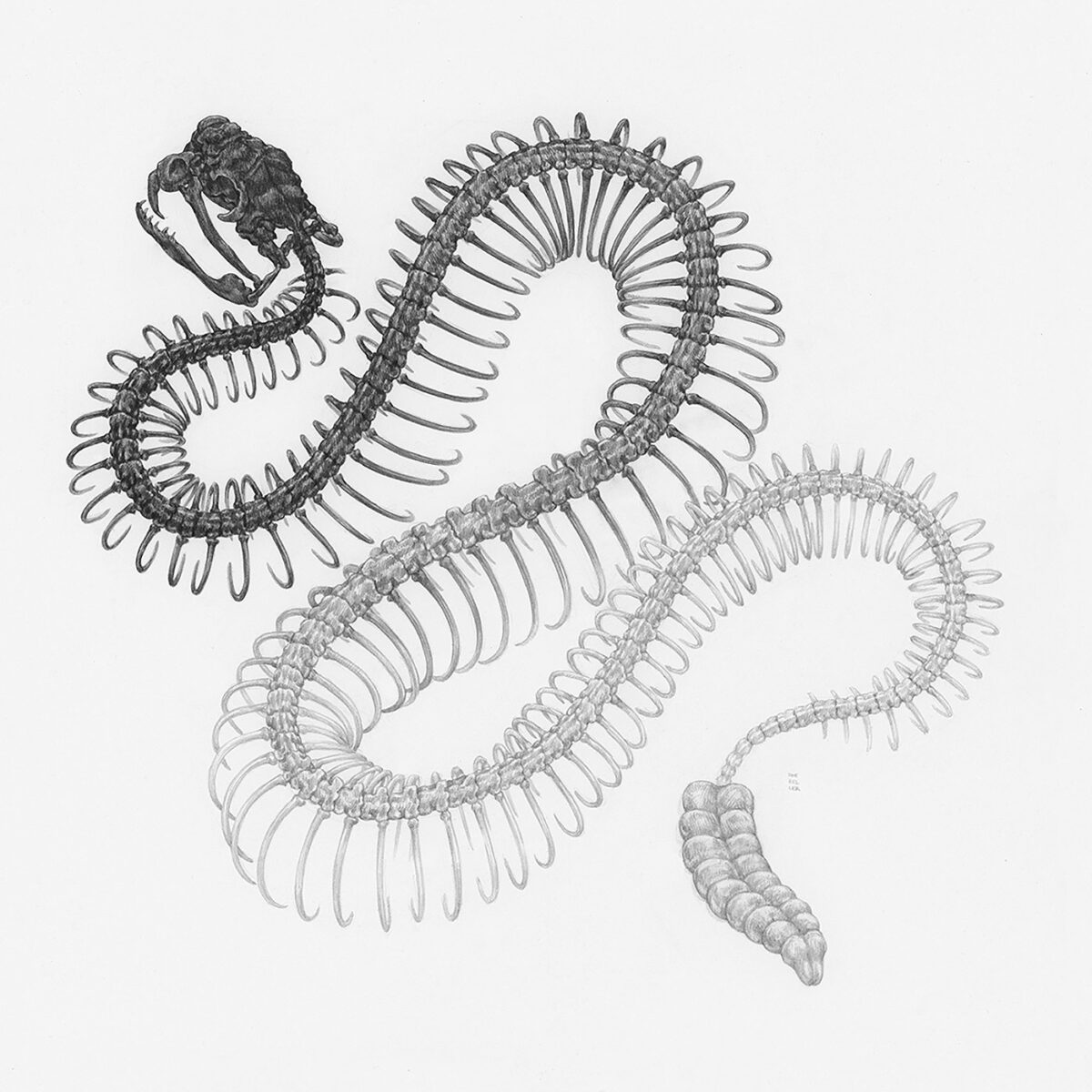 Striking Scientific Illustrations By Zoe Keller 3