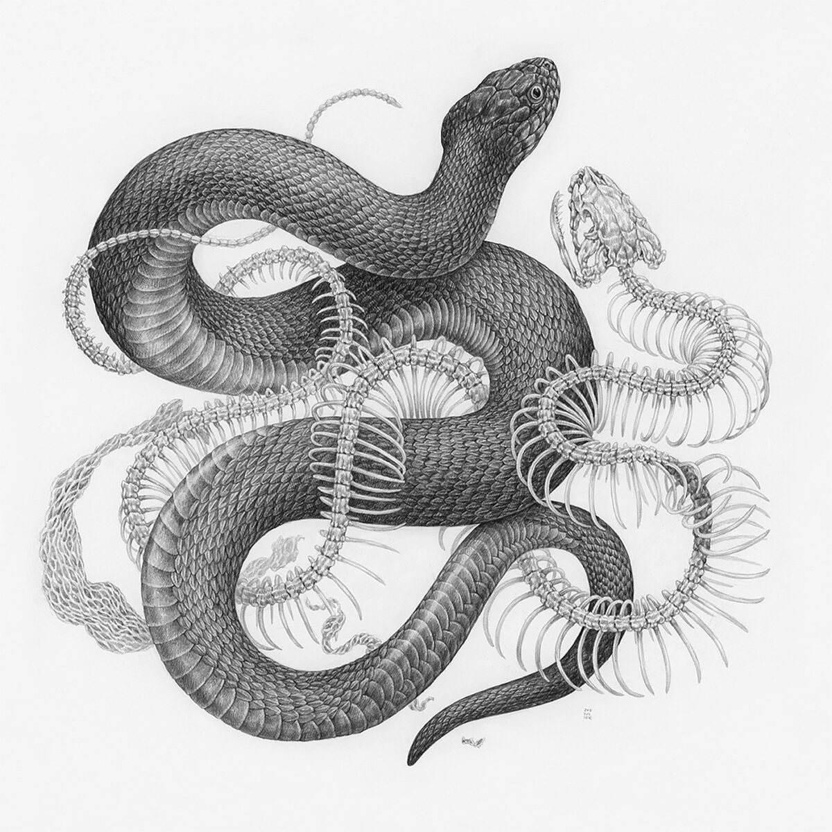 Striking Scientific Illustrations By Zoe Keller 7