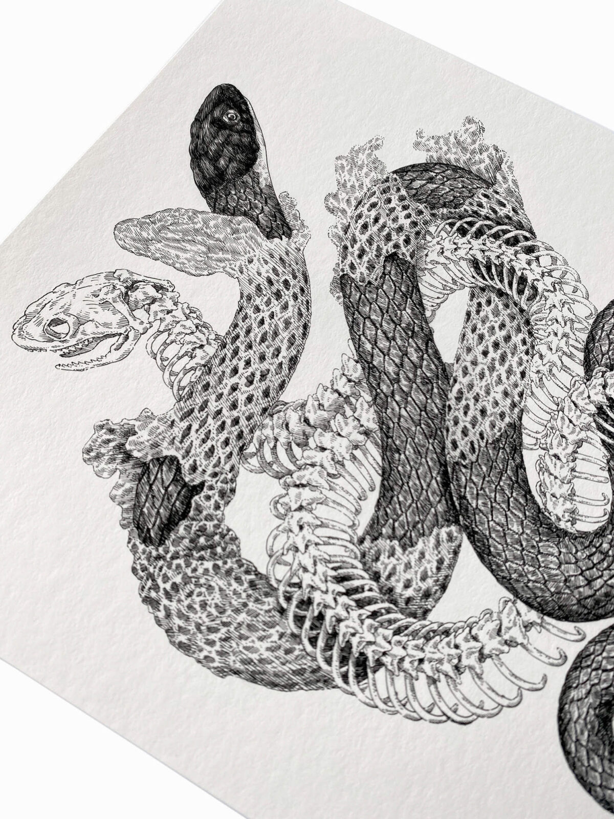 Striking Scientific Illustrations By Zoe Keller 9