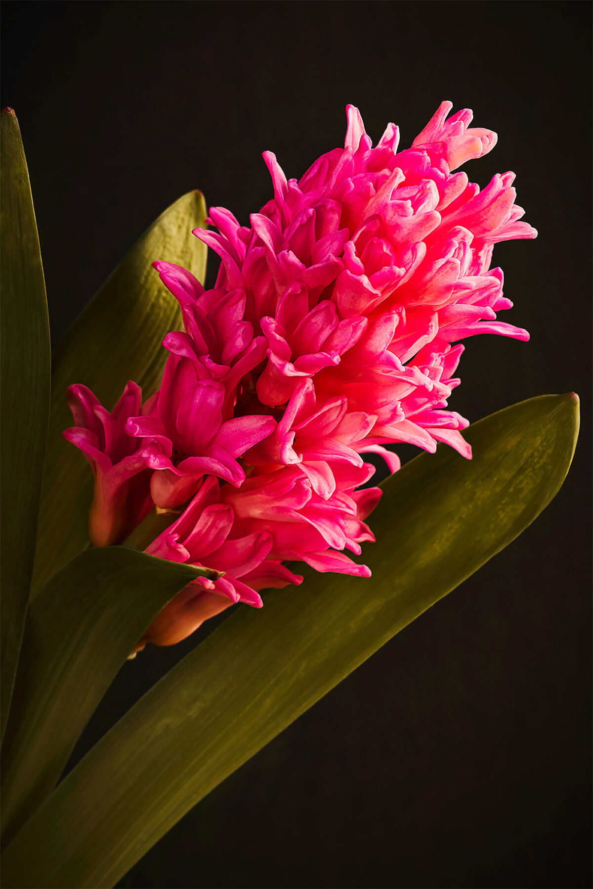 Wonderful Flower Photography By Michelle Newport 13