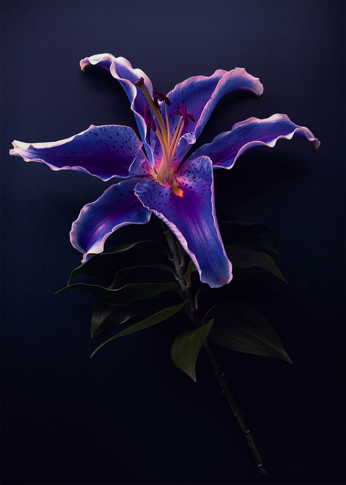 Wonderful Flower Photography By Michelle Newport 15