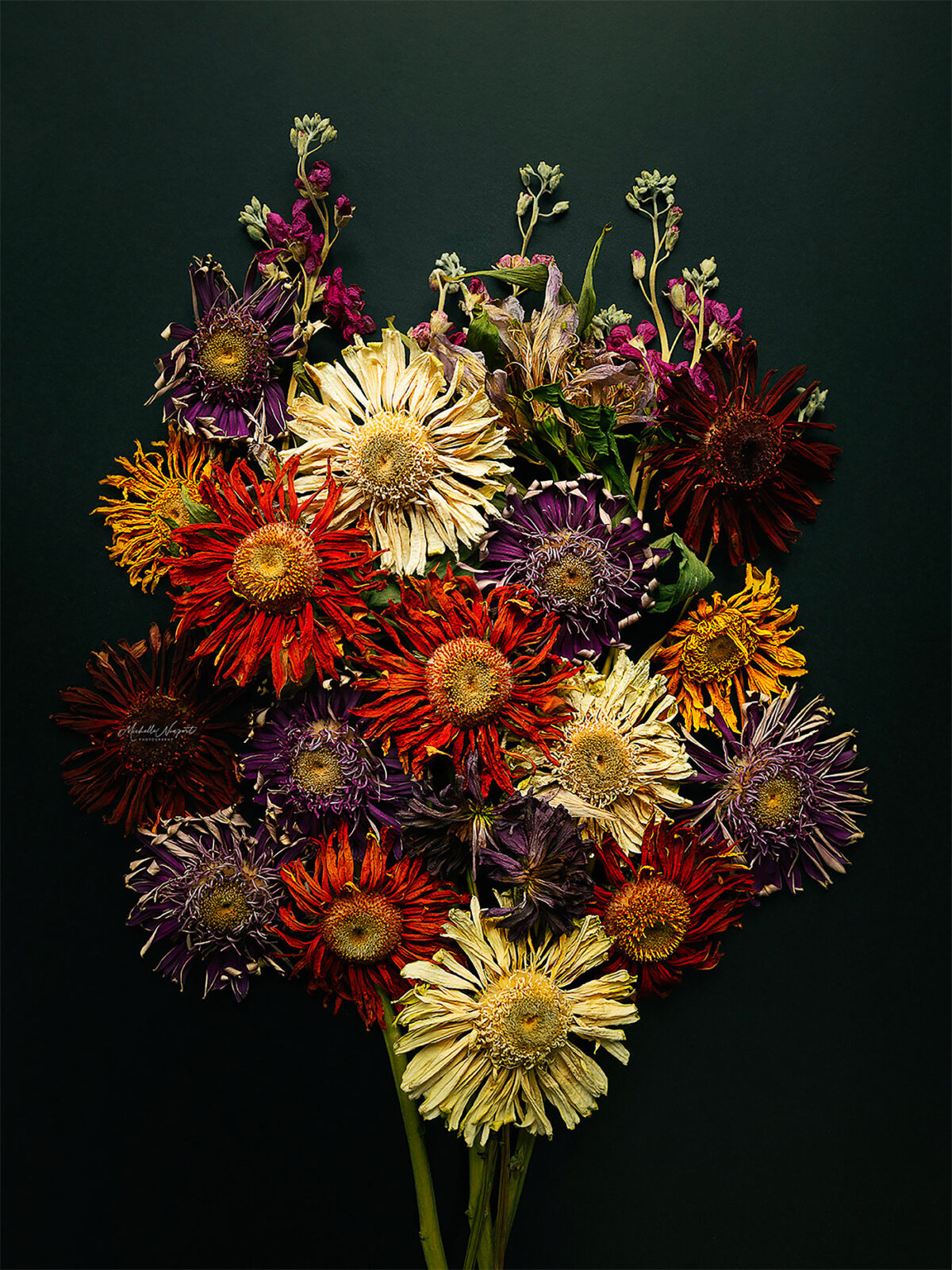 Wonderful Flower Photography By Michelle Newport 16