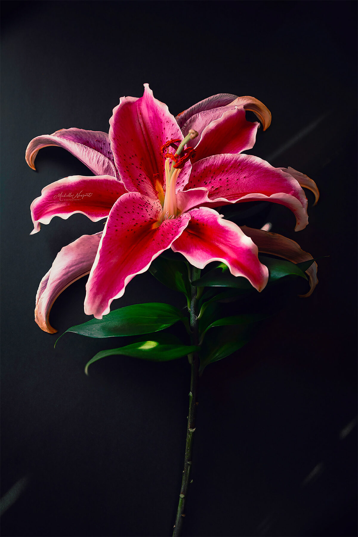 Wonderful Flower Photography By Michelle Newport 2