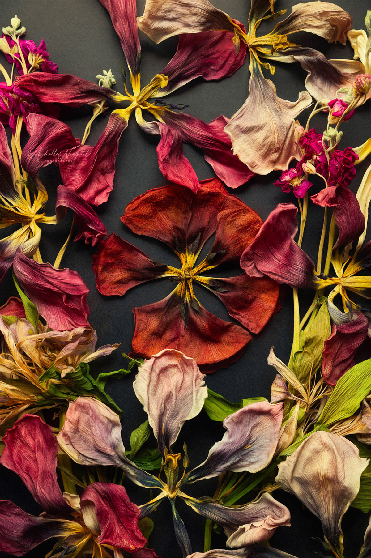 Wonderful Flower Photography By Michelle Newport 5