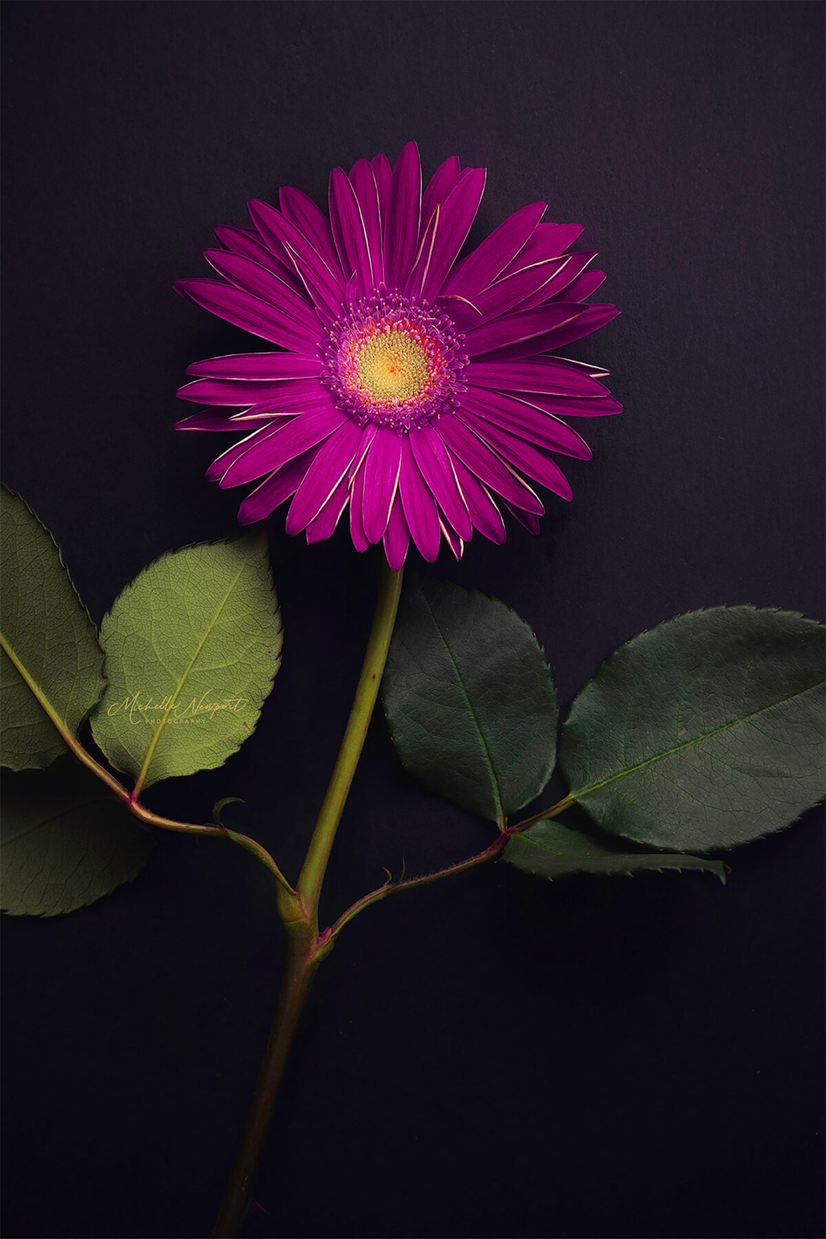 Wonderful Flower Photography By Michelle Newport 9