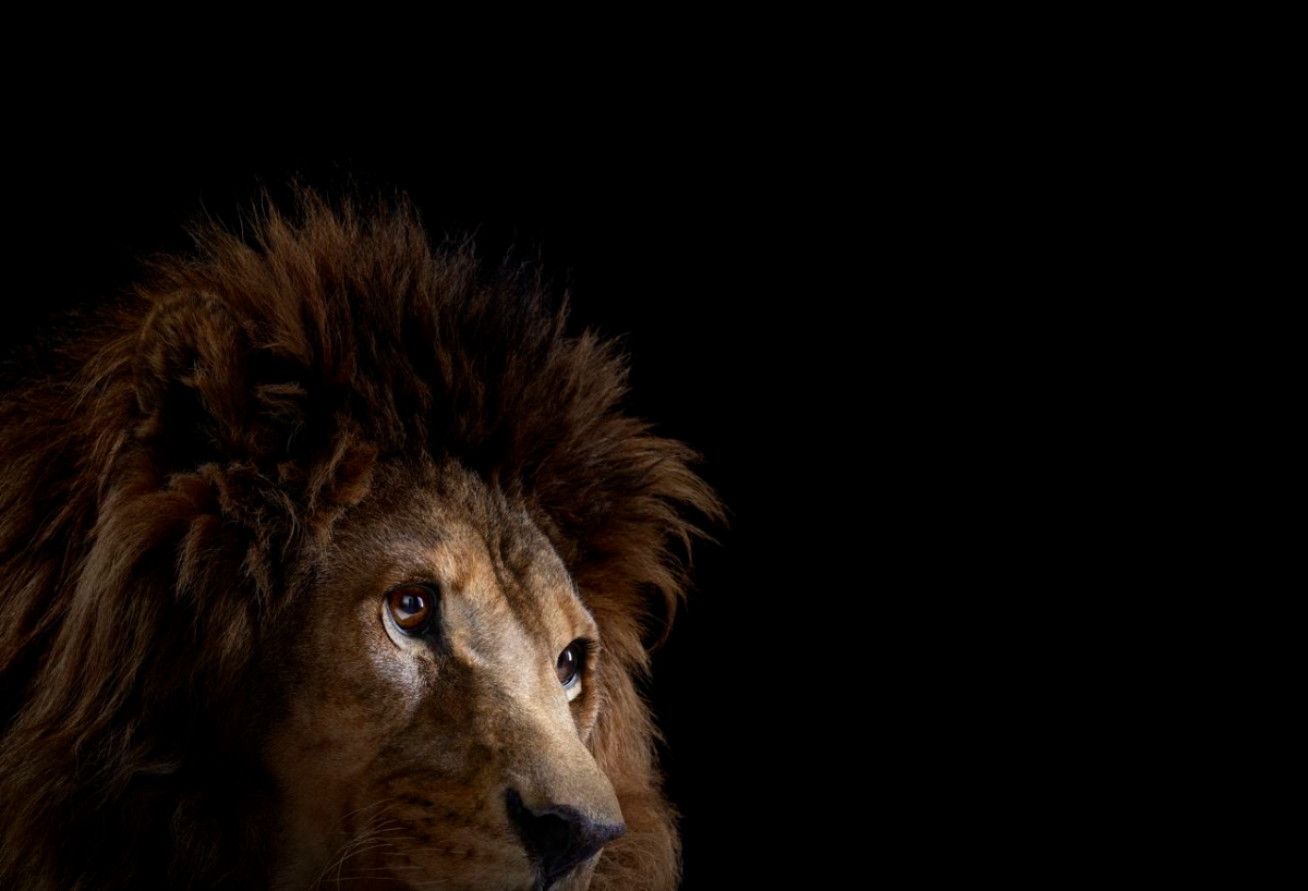 Affinity Beautiful Studio Portraits Of Animals By Brad Wilson 1