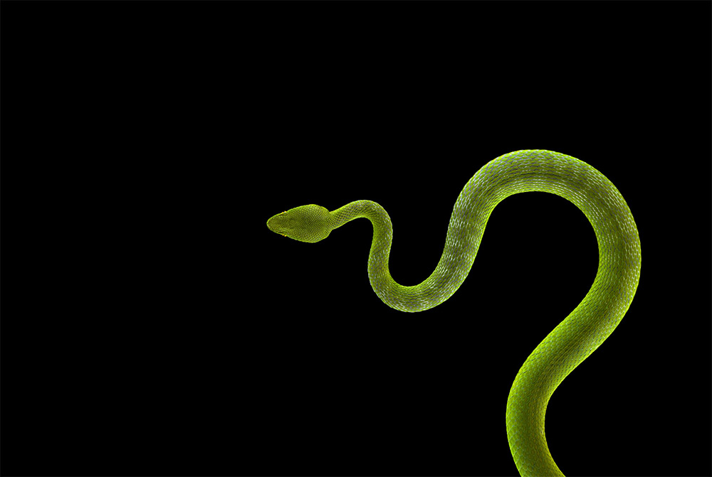 Affinity Beautiful Studio Portraits Of Animals By Brad Wilson 10